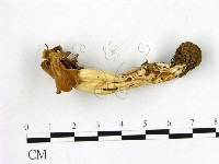登錄號:F0013675藏品圖，第1張