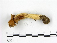 登錄號:F0013675藏品圖，第3張