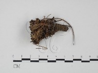 革菌屬藏品圖，第3張