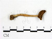 登錄號:F0013677藏品圖，第1張