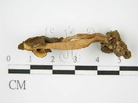 登錄號:F0013677藏品圖，第4張