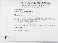 杯傘屬藏品圖，第2張