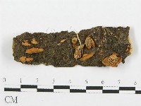 登錄號:F0013683藏品圖，第1張