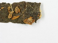 登錄號:F0013683藏品圖，第3張