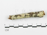 登錄號:F0013687藏品圖，第3張
