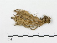 登錄號:F0013689藏品圖，第1張
