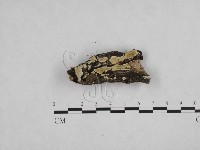 登錄號:F0013691藏品圖，第3張