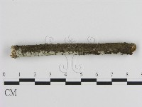 絲皮菌屬藏品圖，第3張