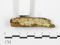 登錄號:F0013699藏品圖，第3張