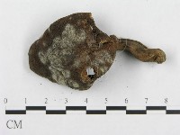 肉齒菌屬藏品圖，第3張