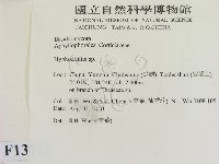 絲齒菌屬藏品圖，第2張