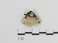 絲齒菌屬藏品圖，第1張
