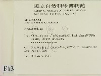 絲齒菌屬藏品圖，第2張