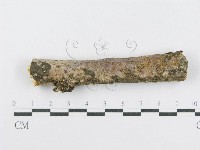 射脈菌屬藏品圖，第3張