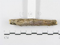 射脈菌屬藏品圖，第4張