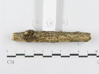 射脈菌屬藏品圖，第5張