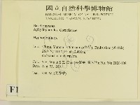 絲齒菌屬藏品圖，第2張