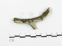登錄號:F0013719藏品圖，第1張