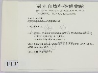 寡孔菌屬藏品圖，第2張