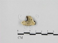 寡孔菌屬藏品圖，第1張
