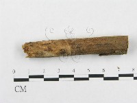 骨皮菌屬藏品圖，第4張