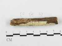 骨皮菌屬藏品圖，第5張