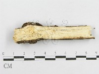 登錄號:F0013729藏品圖，第4張