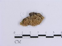 登錄號:F0013731藏品圖，第1張