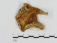 登錄號:F0013737藏品圖，第1張