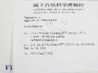 微皮傘屬藏品圖，第2張