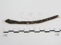 微皮傘屬藏品圖，第1張