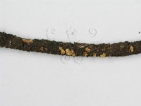 微皮傘屬藏品圖，第4張