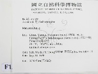 微皮傘屬藏品圖，第2張