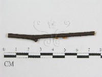微皮傘屬藏品圖，第3張