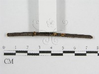 微皮傘屬藏品圖，第4張