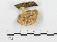 登錄號:F0013746藏品圖，第3張