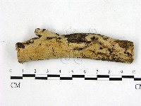 顯絲菌屬藏品圖，第1張
