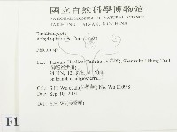 射脈菌屬藏品圖，第2張