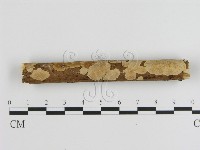 刺皮菌屬藏品圖，第1張