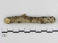 刺皮菌屬藏品圖，第1張