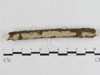 刺皮菌屬藏品圖，第1張