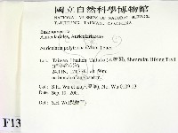 毛木耳藏品圖，第2張