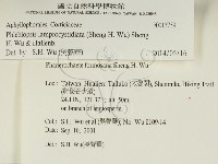 燈籠囊擬射脈菌藏品圖，第2張