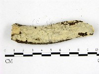 燈籠囊擬射脈菌藏品圖，第1張