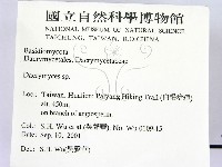 花耳屬藏品圖，第2張