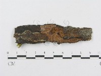 射脈菌屬藏品圖，第3張