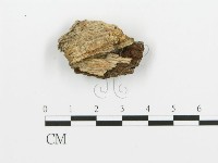 煙管菌藏品圖，第3張