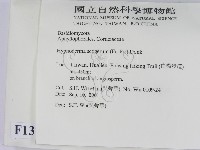 剛毛絲皮菌藏品圖，第2張