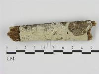 剛毛絲皮菌藏品圖，第1張