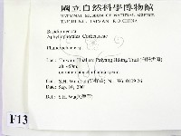 顯絲菌屬藏品圖，第2張